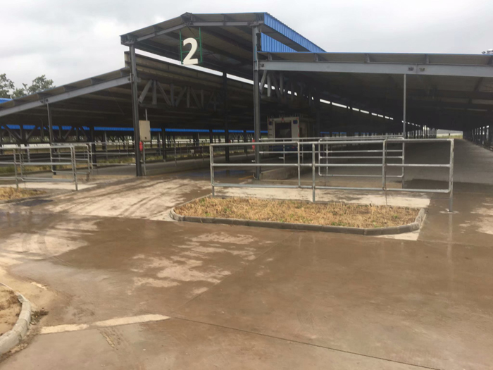 入境澳大利亚奶牛隔离前对场地进行消毒处理 
